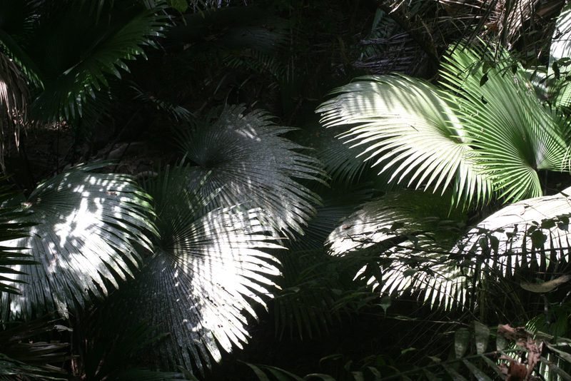 Kerriodoxa elegans, photographed by Oleg Kosterin