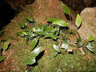 Asplenium lepidotum, photographed by Kate McAlpine