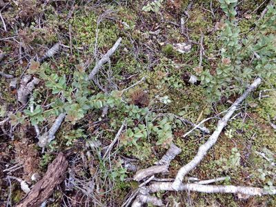 Pseudowintera traversii, photographed by Kate McAlpine