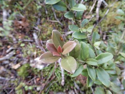 Pseudowintera traversii, photographed by Kate McAlpine