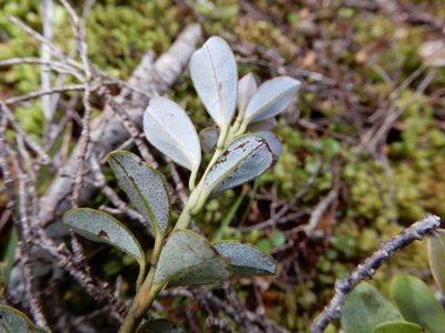 Pseudowintera traversii, photographed by Kate McAlpine