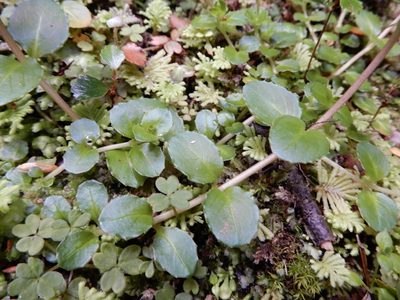 Epilobium rotundifolium, photographed by Kate McAlpine