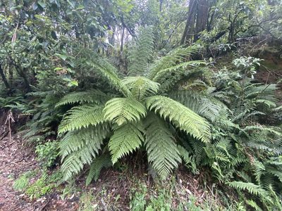 Dicksonia antarctica, photographed by Andrew Allen
