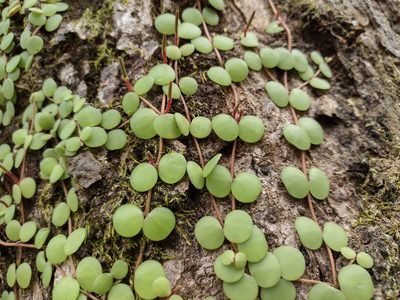 Peperomia cyclophylla, photographed by Alexis López Hernández
