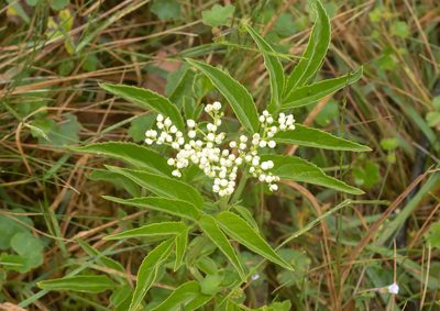 Sambucus gaudichaudiana, photographed by Andrew Allen