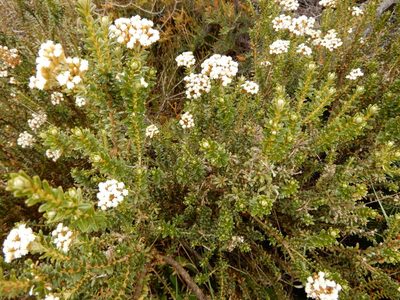 Cassinia vauvilliersii, photographed by Kate McAlpine