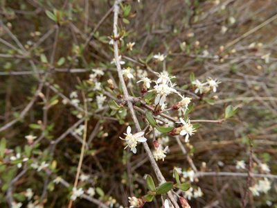 Olearia virgata, photographed by Kate McAlpine