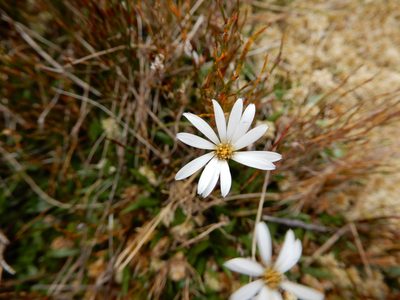 Celmisia parva, photographed by Kate McAlpine