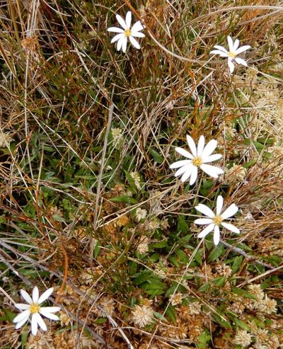 Celmisia parva, photographed by Kate McAlpine
