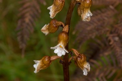 Gastrodia procera, photographed by Andrew Allen