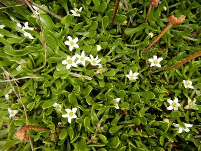 Liparophyllum gunnii, photographed by Kate McAlpine