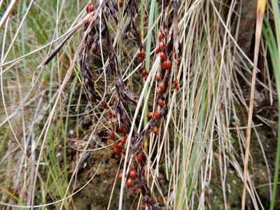 Gahnia procera, photographed by Kate McAlpine