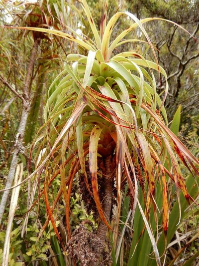 Dracophyllum townsonii, photographed by Kate McAlpine
