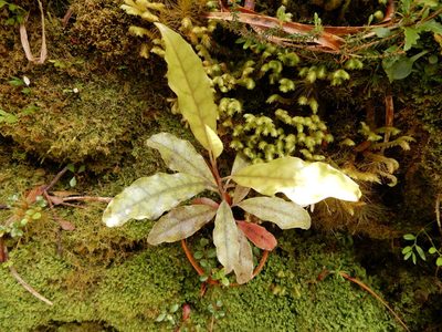 Quintinia serrata, photographed by Kate McAlpine