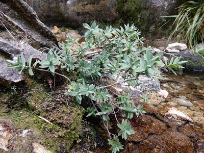 Veronica albicans, photographed by Kate McAlpine