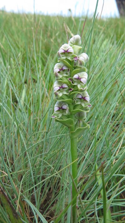 Disperis cardiophora, photographed by Suvarna Parbhoo Mohan