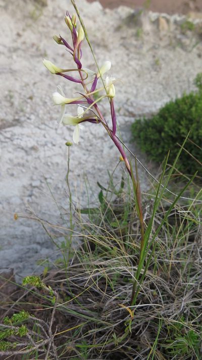 Disa nivea, photographed by Suvarna Parbhoo Mohan