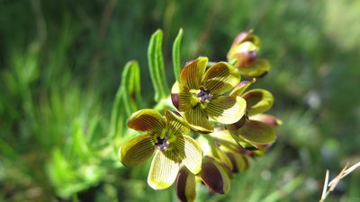 Schizoglossum hamatum, photographed by Suvarna Parbhoo Mohan