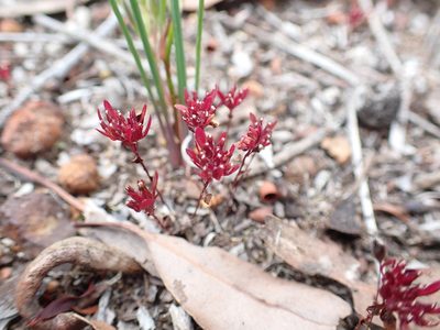 Levenhookia pusilla, photographed by Mark Cliff