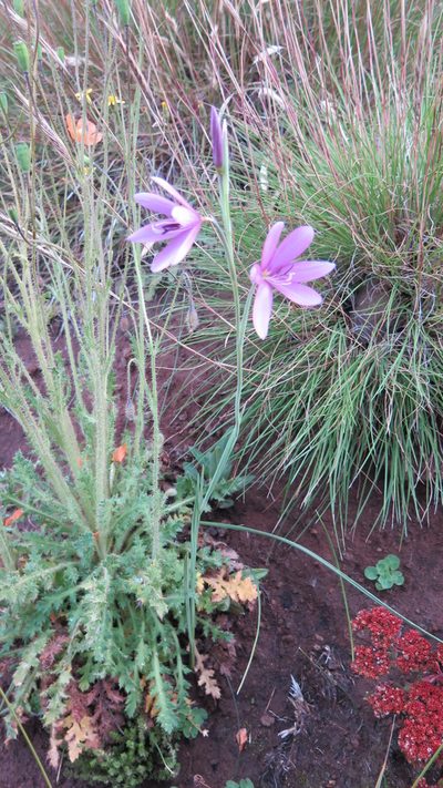 Hesperantha grandiflora, photographed by Suvarna Parbhoo Mohan