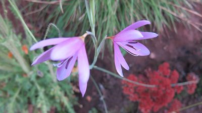 Hesperantha grandiflora, photographed by Suvarna Parbhoo Mohan