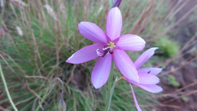 Hesperantha grandiflora, photographed by Suvarna Parbhoo Mohan