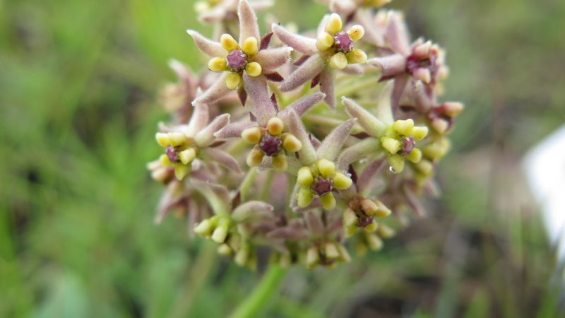 Asclepias vicaria, photographed by Suvarna Parbhoo Mohan