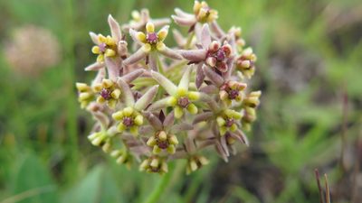 Asclepias vicaria, photographed by Suvarna Parbhoo Mohan