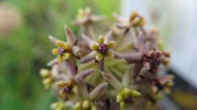 Asclepias vicaria, photographed by Suvarna Parbhoo Mohan