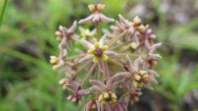 Asclepias vicaria, photographed by Suvarna Parbhoo Mohan