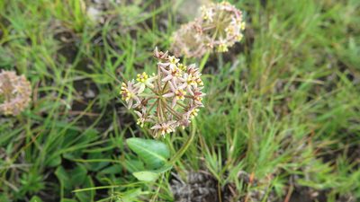 Asclepias vicaria, photographed by Suvarna Parbhoo Mohan