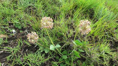 Asclepias vicaria, photographed by Suvarna Parbhoo Mohan
