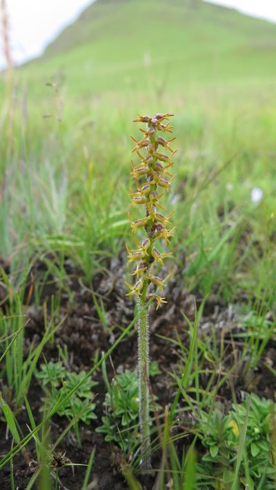 Holothrix thodei, photographed by Suvarna Parbhoo Mohan