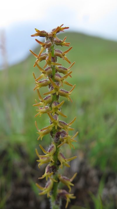 Holothrix thodei, photographed by Suvarna Parbhoo Mohan