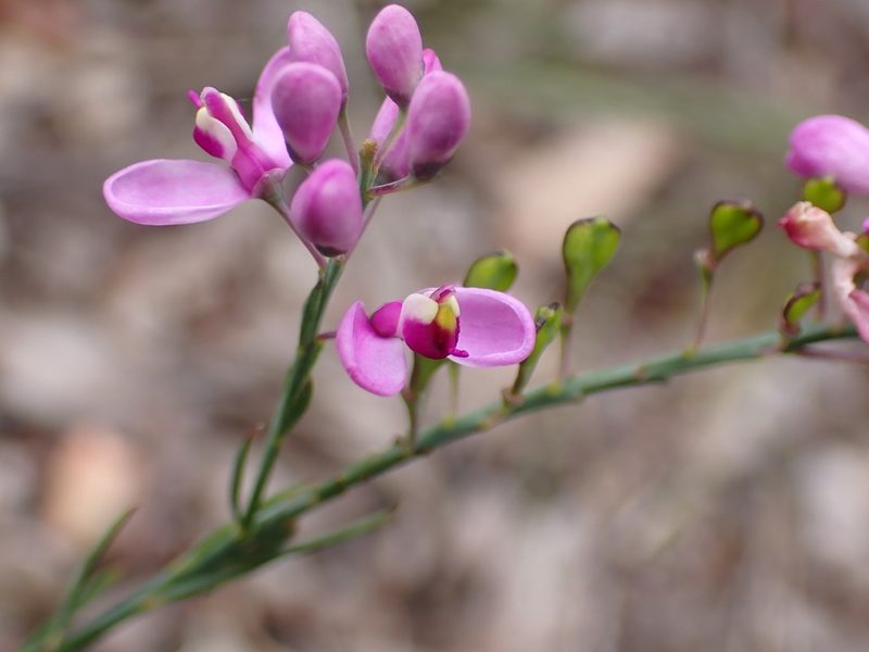 Comesperma virgatum, photographed by Mark Cliff