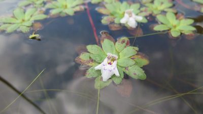 Lindernia conferta, photographed by Suvarna Parbhoo Mohan