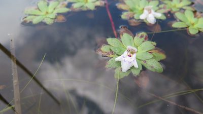 Lindernia conferta, photographed by Suvarna Parbhoo Mohan