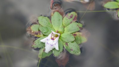Lindernia conferta, photographed by Suvarna Parbhoo Mohan