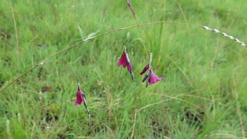 Dierama dracomontanum, photographed by Suvarna Parbhoo Mohan