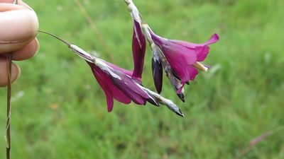 Dierama dracomontanum, photographed by Suvarna Parbhoo Mohan