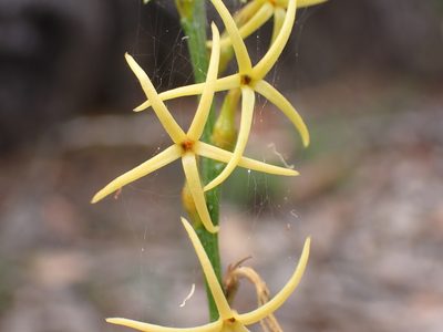 Tripterococcus brunonis, photographed by Mark Cliff