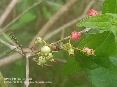 Syzygium polyanthum, photographed by Ong Jyh Seng