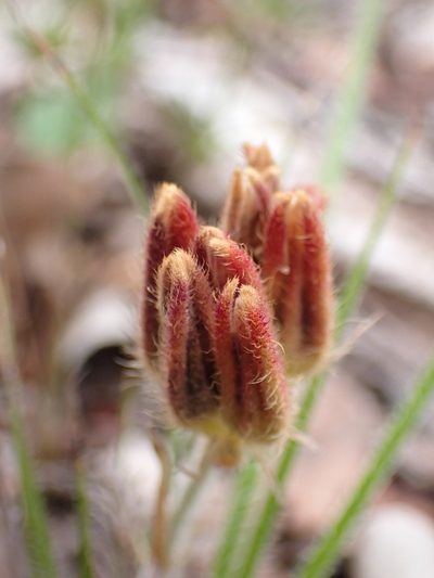 Conostylis setigera, photographed by Mark Cliff