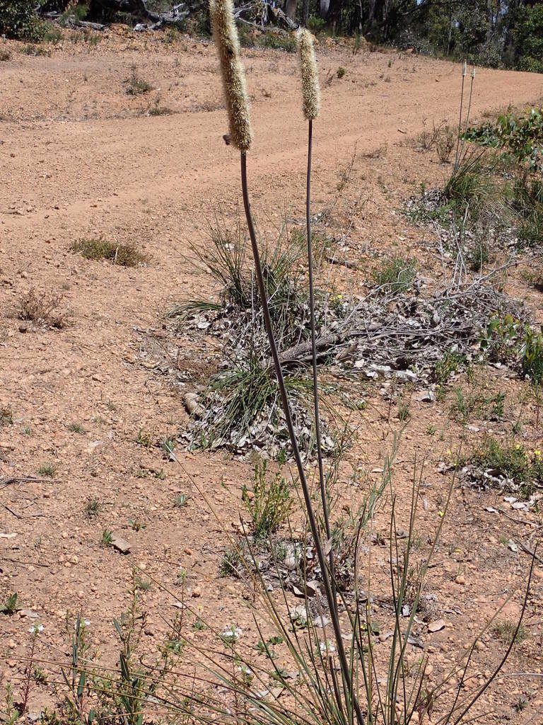 Xanthorrhoea gracilis, photographed by Mark Cliff