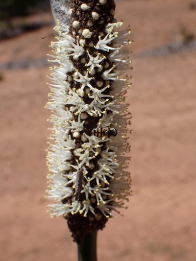 Xanthorrhoea gracilis, photographed by Mark Cliff