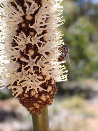 Xanthorrhoea gracilis, photographed by Mark Cliff