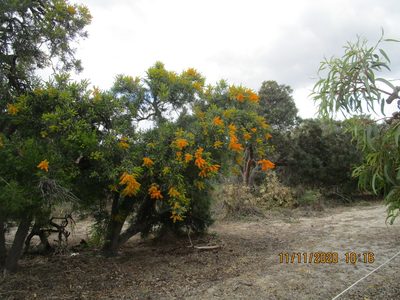 Nuytsia floribunda, photographed by A.J. Anderson