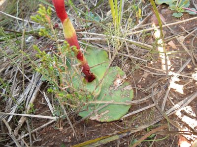 Satyrium muticum, photographed by Christiaan Viljoen