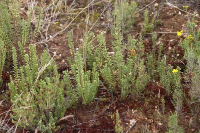 Oedera squarrosa, photographed by Tony Rebelo