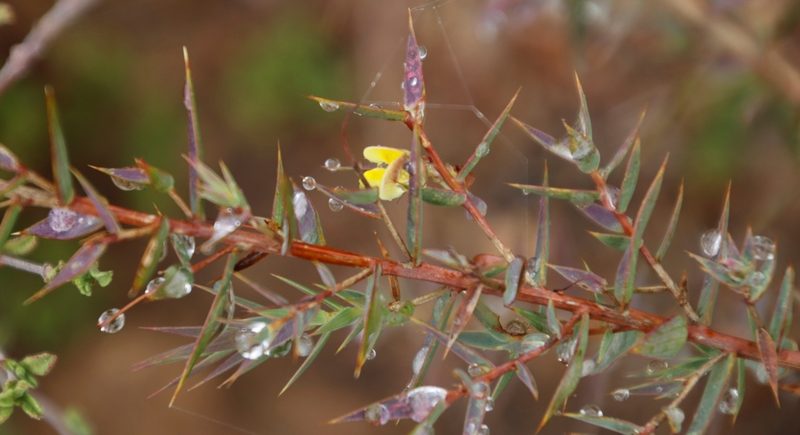 Aspalathus alpestris, photographed by Tony Rebelo